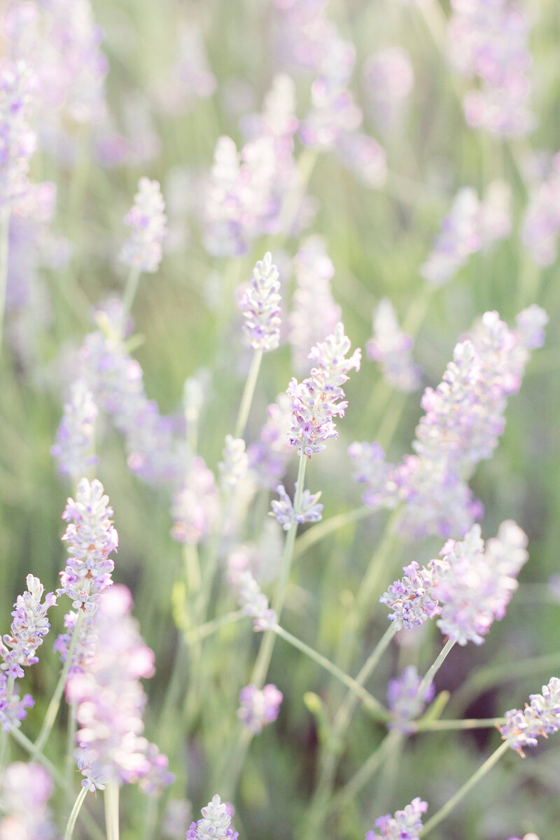 lavender flowers at a lavender farm in sacramento