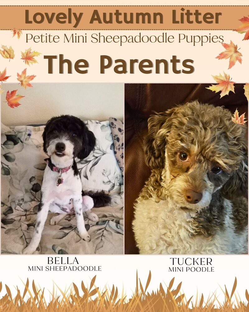 Autumn - The Parents
