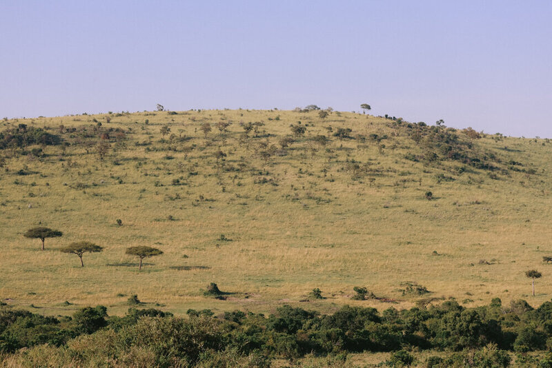 safariedited-343