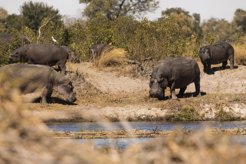 In the field with hippos in Namibia with Raven 6 Studios and Omujeve Safaris