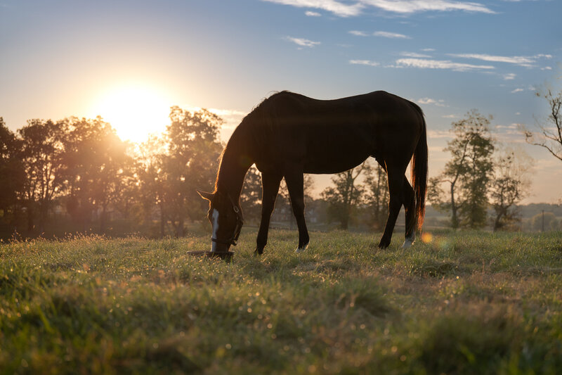 Thoroughbred mare Maple Forest at pasture.