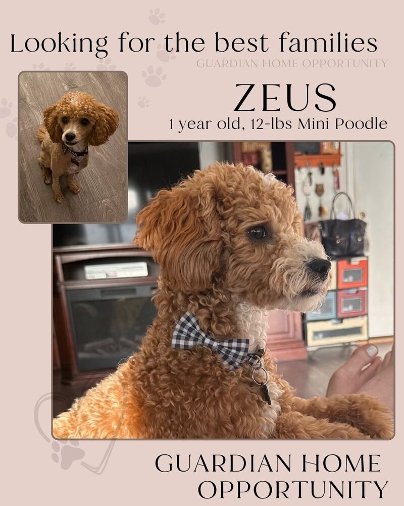 Guardian Home - Zeus