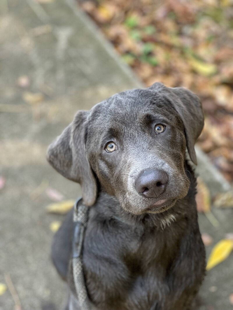 Pup3