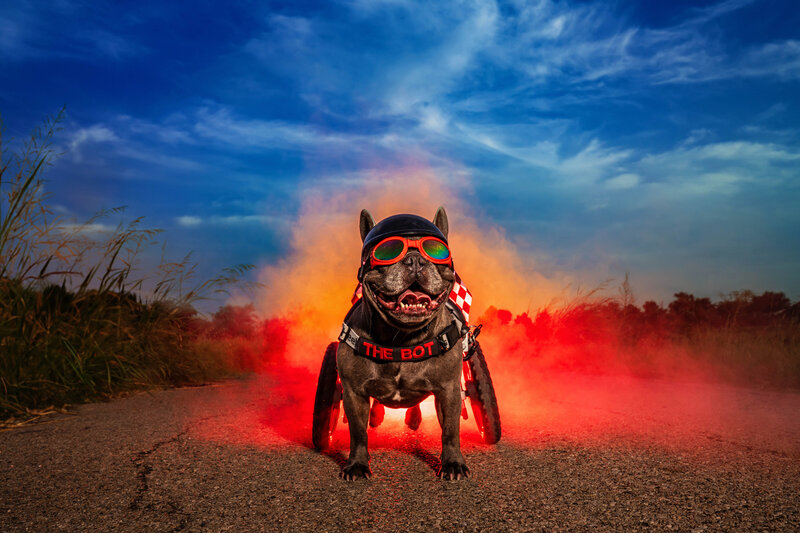 French bulldog in wheelchair with goggles