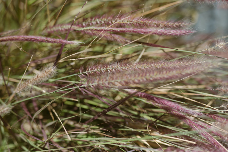 schnepf farms wedding ej2018-43