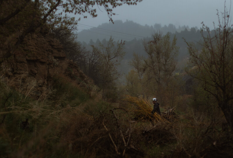 Certified Arborist & Tree Removal Specialist, Black Hills, South Dakota.