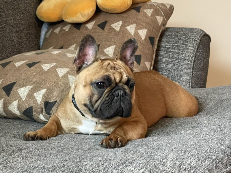 French bulldog laying on the couch posing for a picture