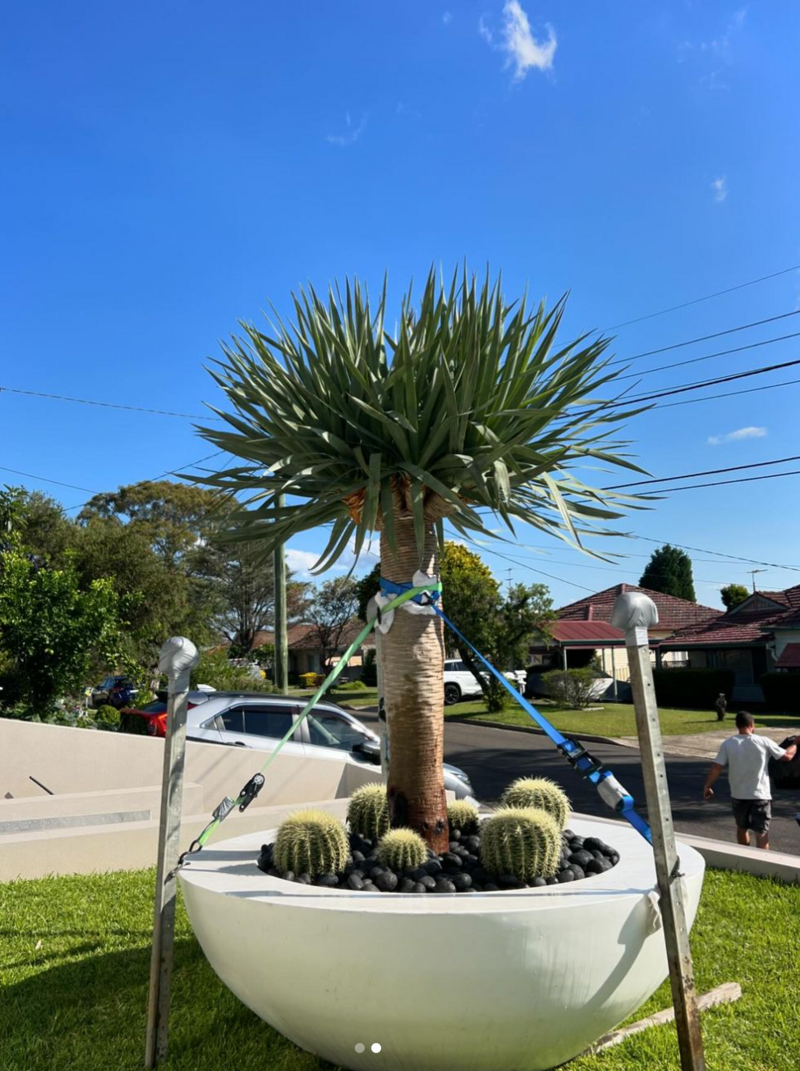 Go Green Nurseries -  Dragon Trees - Dracaena draco - Mature Trees Sydney