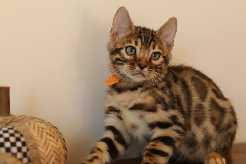 Diva x Bronco_Orange_1