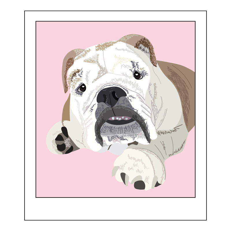 Polaroid illustration of English Bulldog