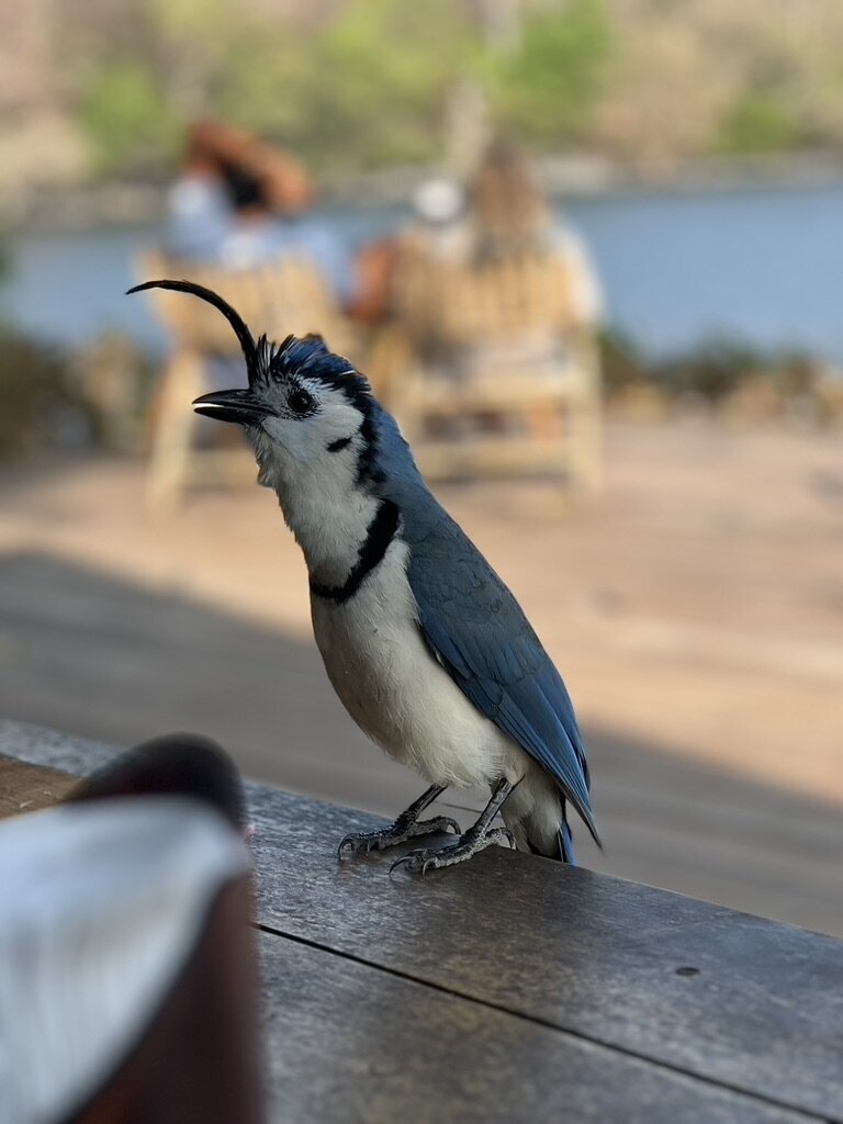 AEC52AB6-24E3-4A26-AC77-6CB23BC66CDF_1_105_c