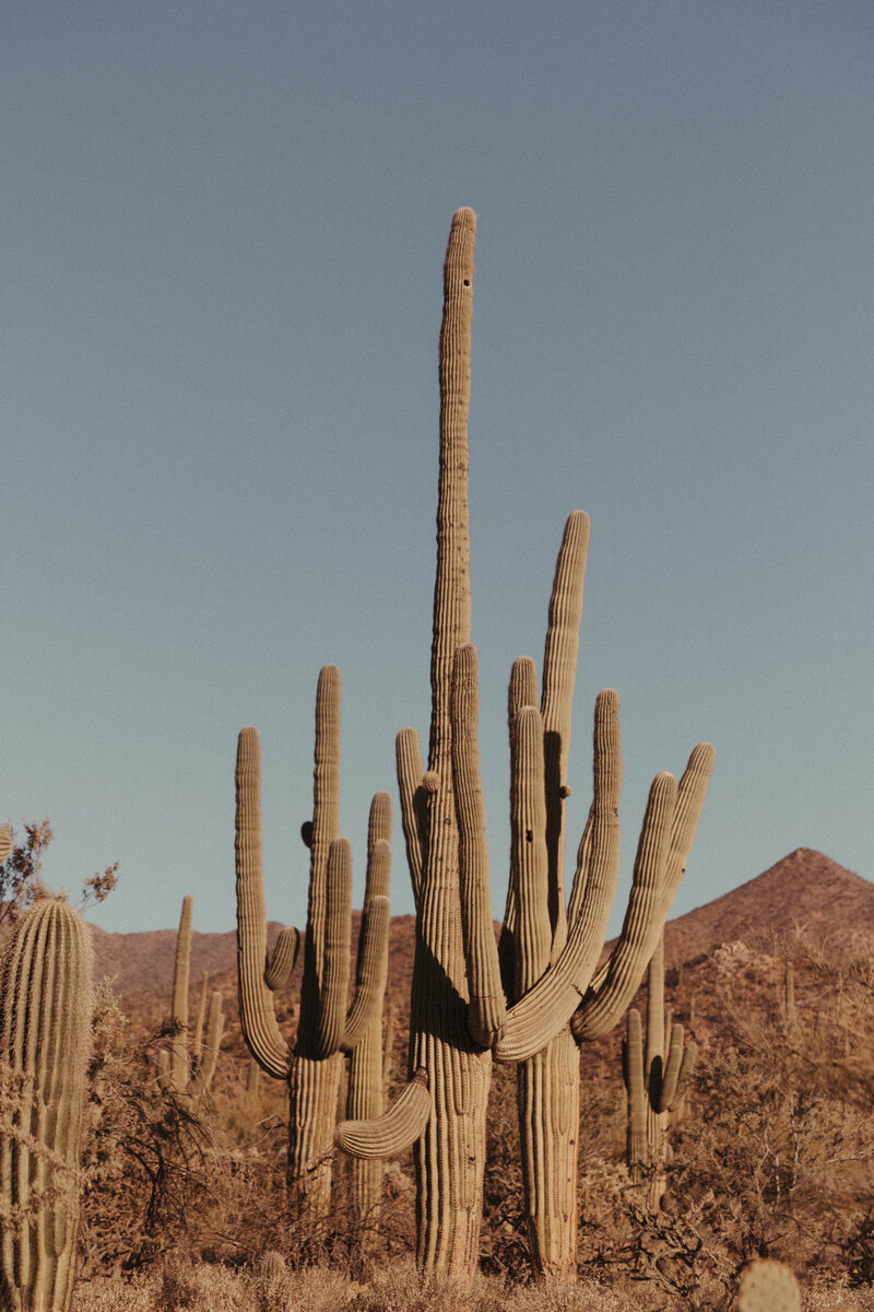 Saguaro Hug