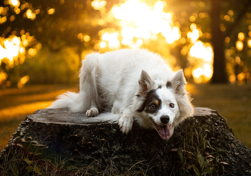 A border collie lays on a tree stump during a golden hour photoshoot. 
Work by Duluth-based pet photographer Joanna of Paddle Paws Photography.