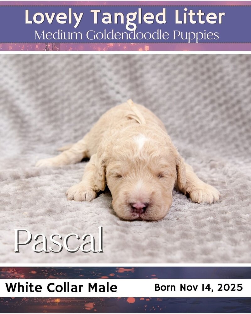 Tangled - White Pascal Male