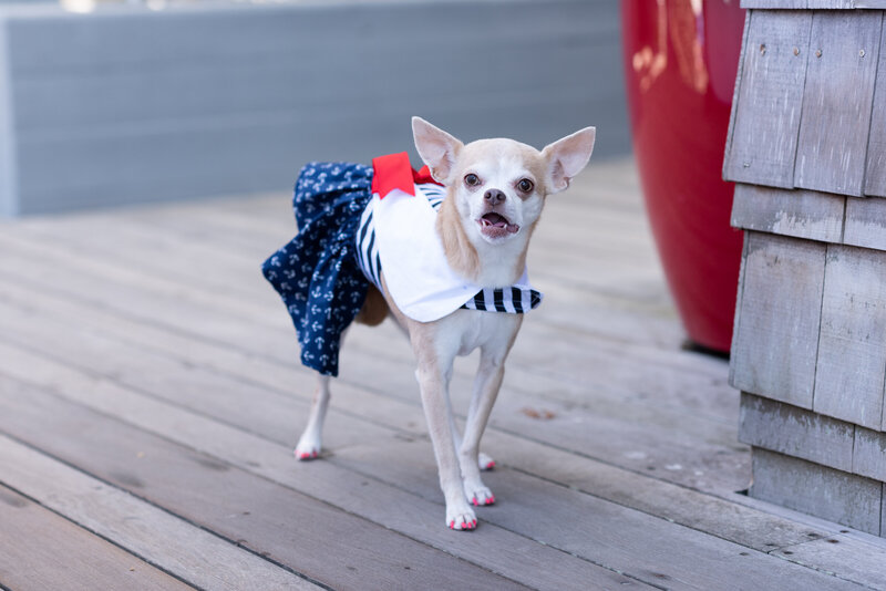 dog in costume on boardwalk
