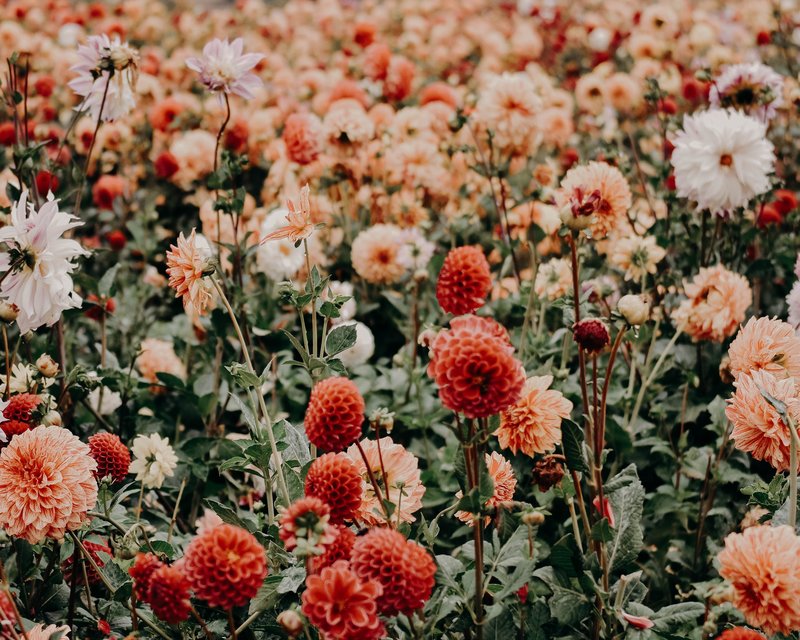 botanical-flowers