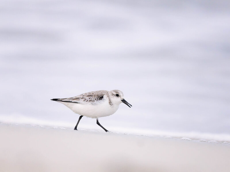 orkney workshop-20250307-O3071562-DxO_DeepPRIME 3
