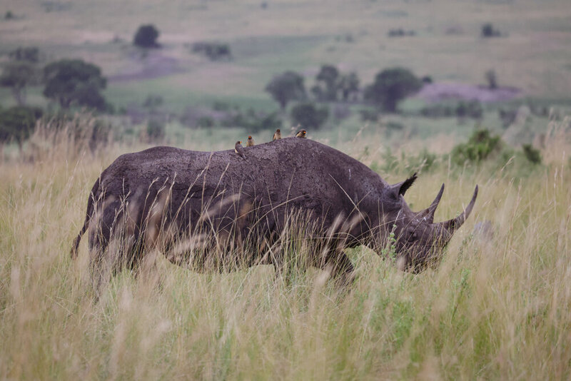 safariedited-013