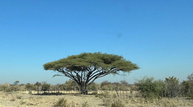 Local tree found in Nkurenkuru, Kavango west