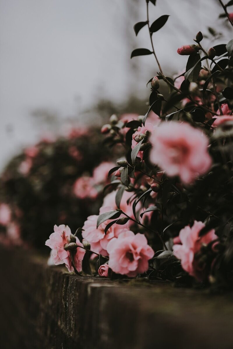 A close-up of pink and green flowers, used to draw attention to the 1:1 hourly consulting service.