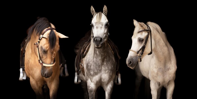 In-de-zomervakantie-vertrok-ik-naar-de-Belgische-Ardenne.-Bij-mijn-lieve-vriendin-mocht-ik-de-paarden-fotograferen-in-western-stijl!-Uiteindelijk-een-prachtige-familiefoto-van-kunnen-maken!