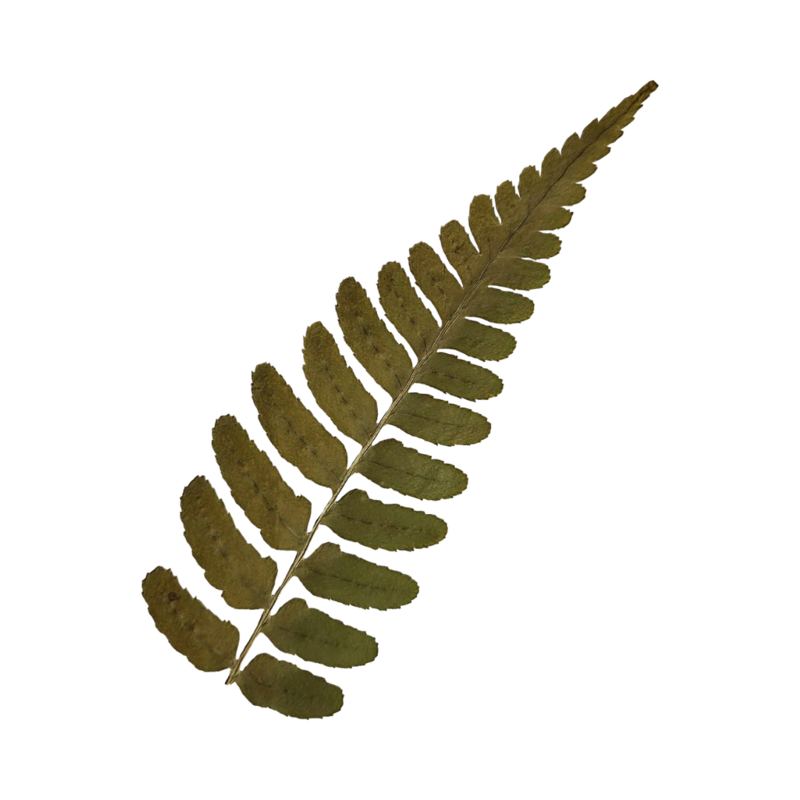 Plant photo with transparent background