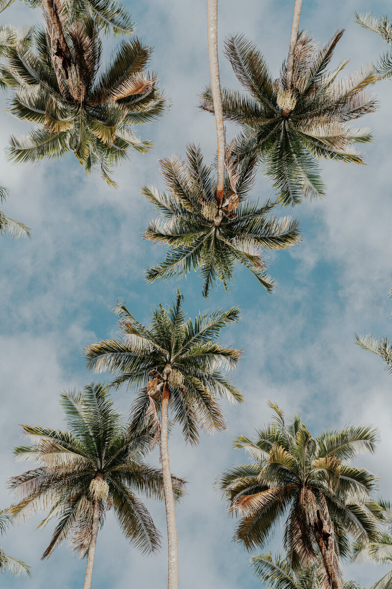 elopement sous les palmiers de l'ile de la reunion