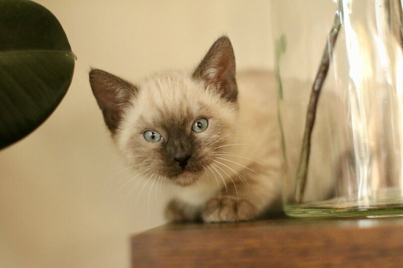 Amara x Taima Oct 2023_Male_1