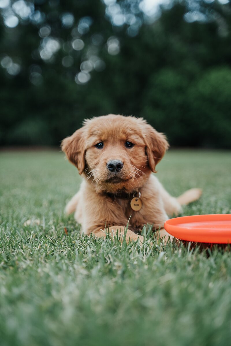 Golden retriever puppy laying in grass