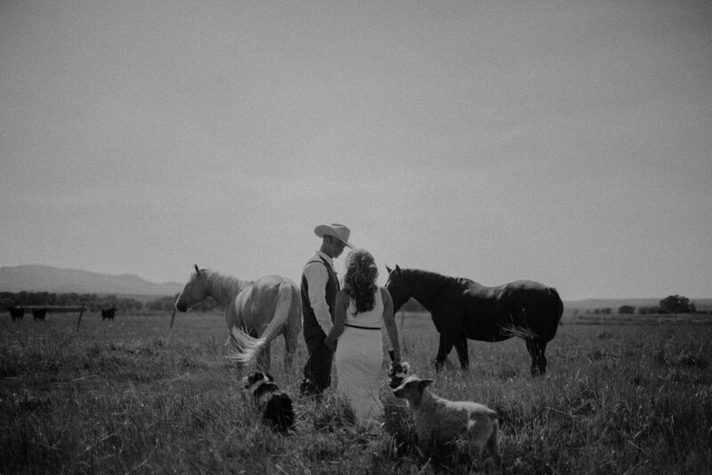 A bride and groom stand next to each other in a field with 2 horses and 2 dogs. The bride is holding a flower bouquet at her side. Black and white photo