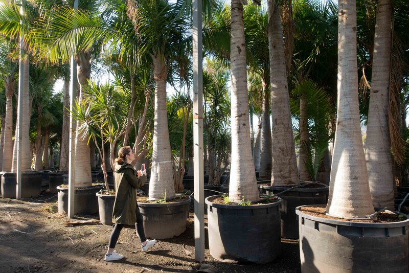 Horus paysages_sourcing_plante méditerranéenne_Claire Marie Lecharny_4