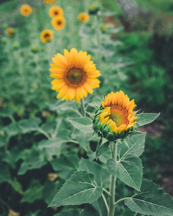 sunflowers-petal-back-farm