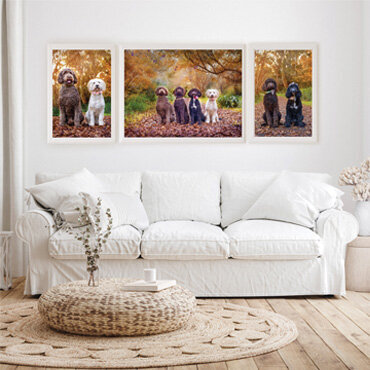 dog photographer lake macquarie