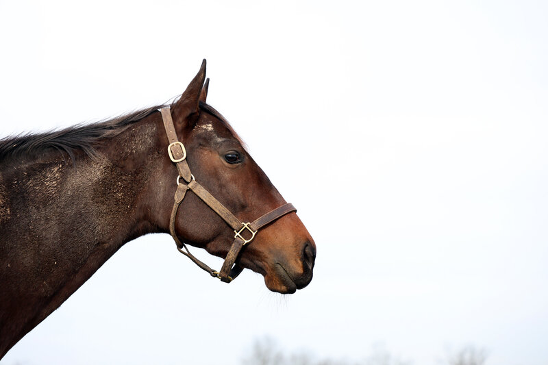 Headshot of Thoroughbred mare Olivia's Potion.