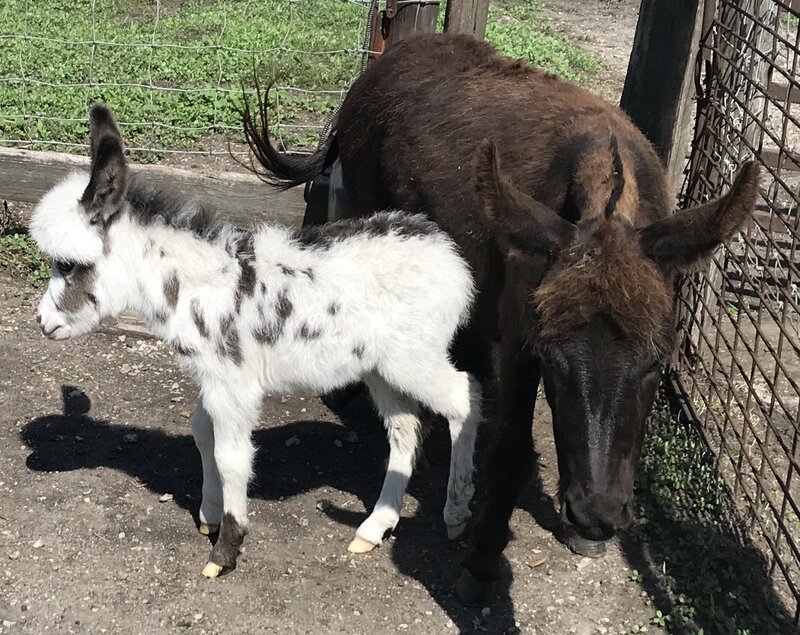 boy gem x BC lf