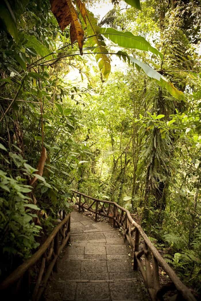 Pura Vida Spa & Retreat nature walk