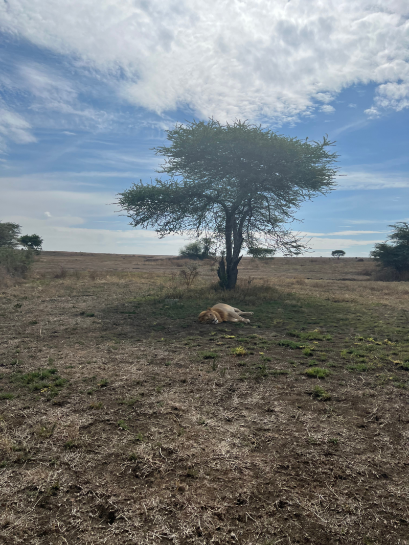 Serengeti(5)