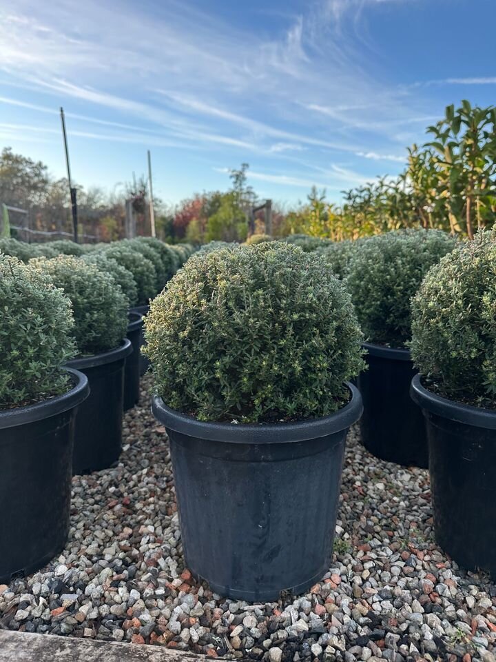 Westringia Fruticosa - Jervis Gem Ball / Native Rosemary