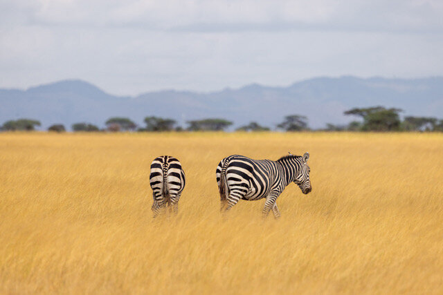 Tanzania Zebra