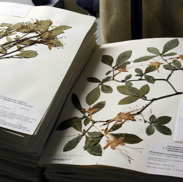 herbarium example at Kew Gardens London
