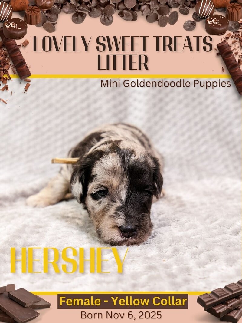 Sweet Treats - Yellow Hershey Female