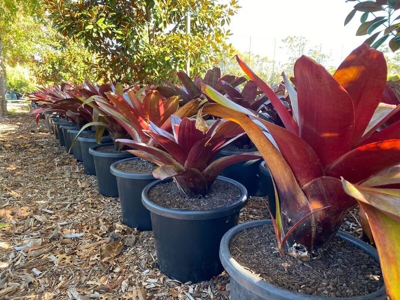 ALCANTAREA IMPERIALIS RUBRA - Imperial Bromeliad Rubra - Exotic plants and trees sydney - Go Green Nurseries