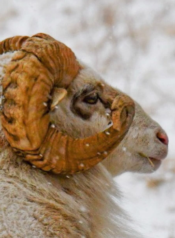 ram