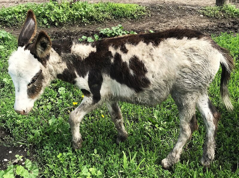 Morcolor 2.5mos