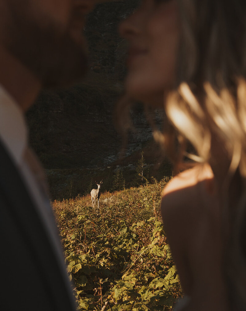 wedding couple going in for a kiss and theres a deer watching them in the background