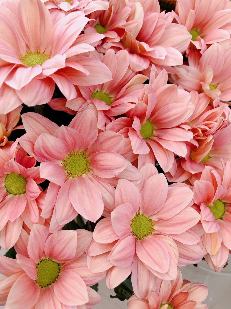 pink-chrysanthemums-delicate-pastel-floral-backgr-2023-11-27-04-49-22-utc