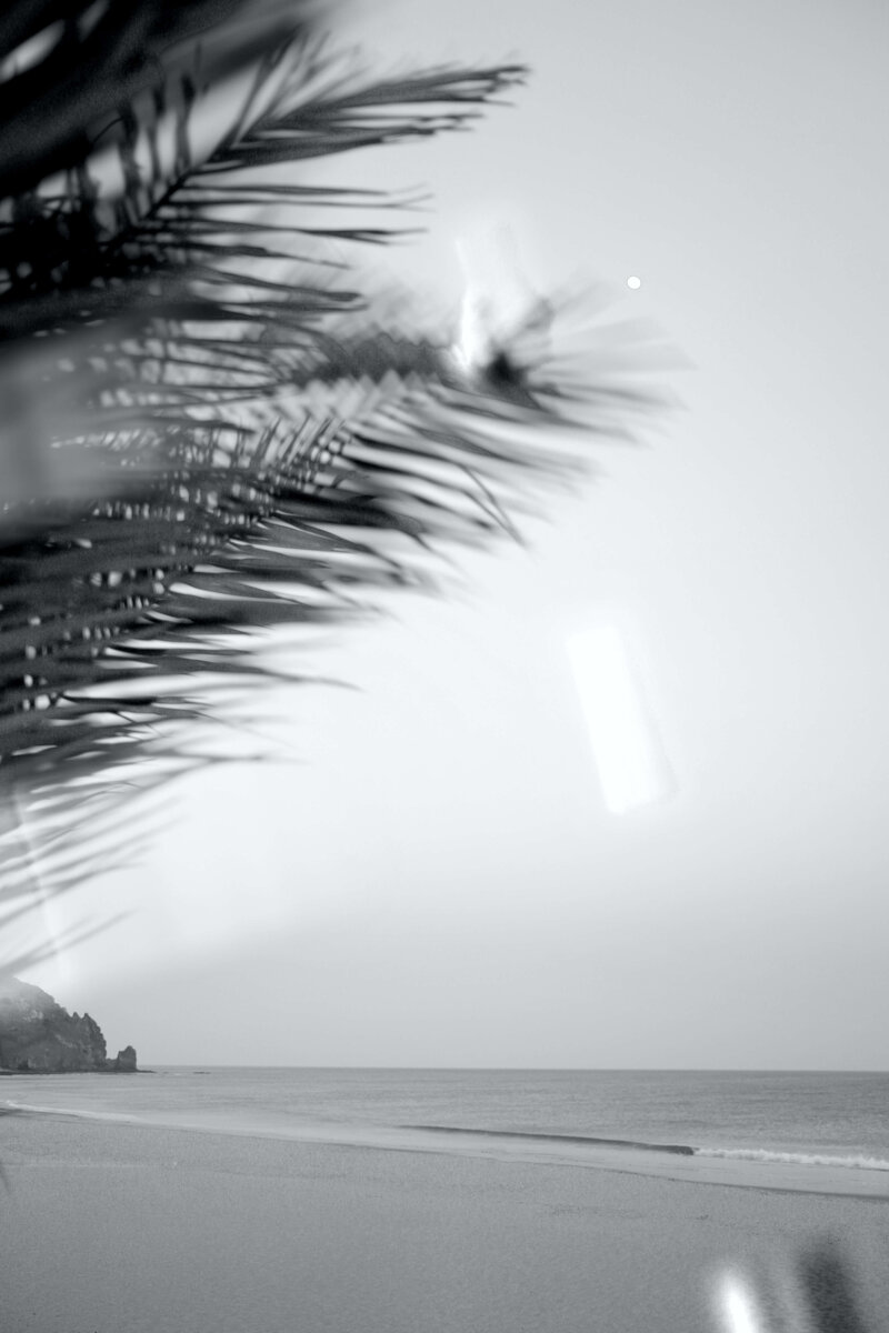 Black and white image of a beach, shoreline, and a palm tree