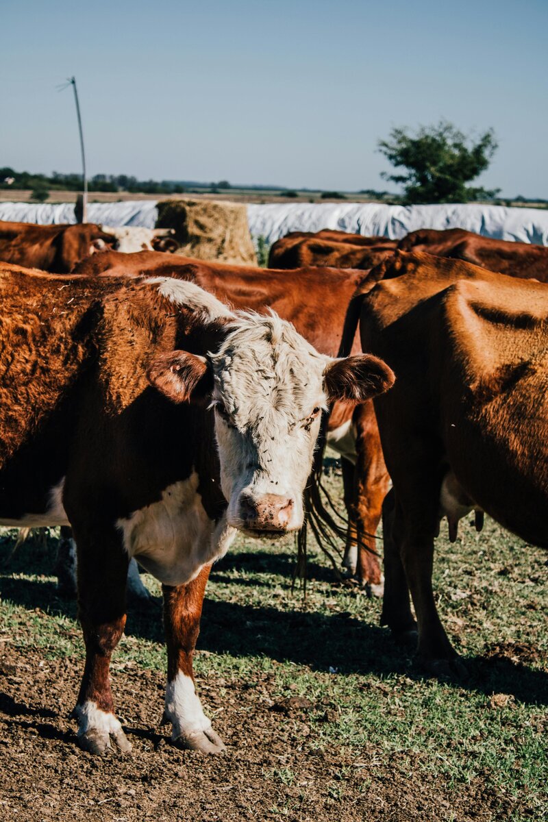 A group of cows standing calmly in a green pasture, observing their surroundings