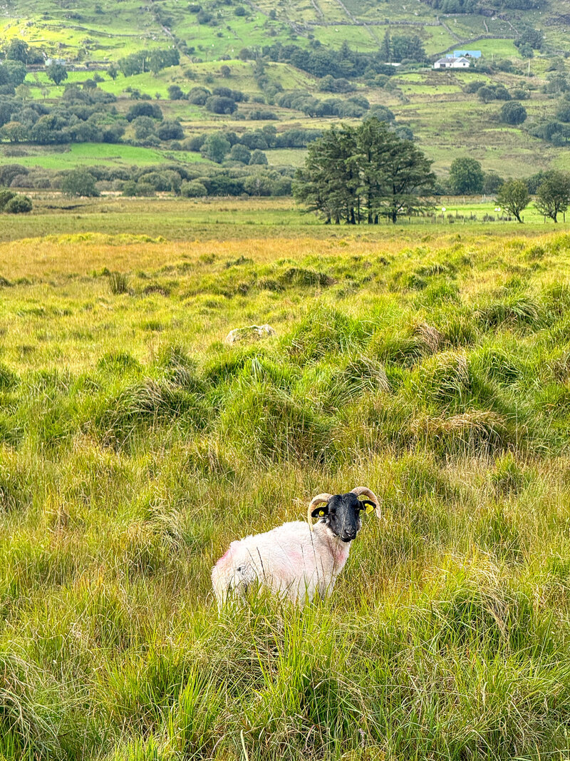 Connemara Ireland countryside sheep 