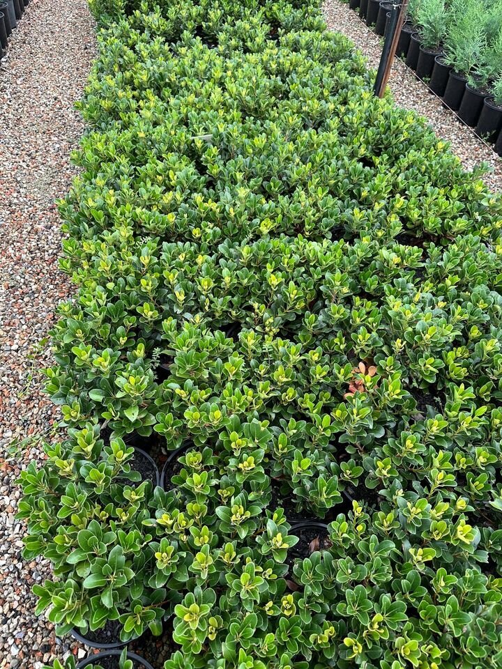 Raphiolepis indica 'Oriental Pearl' | Indian Hawthorn
